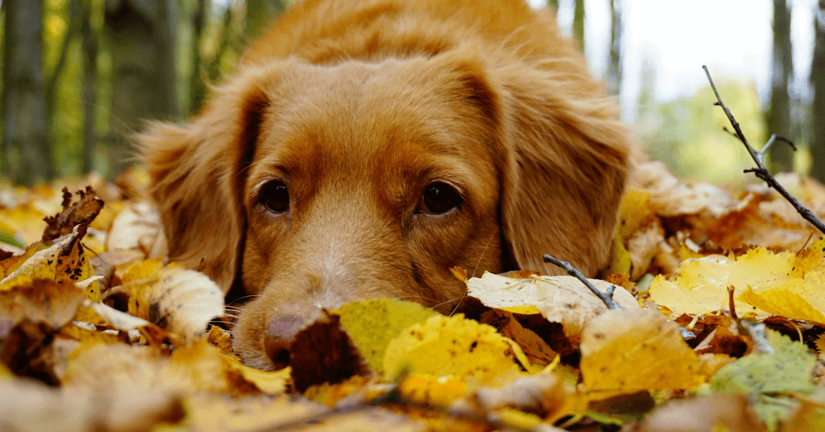 Autumn Tips for Pet Guardians
